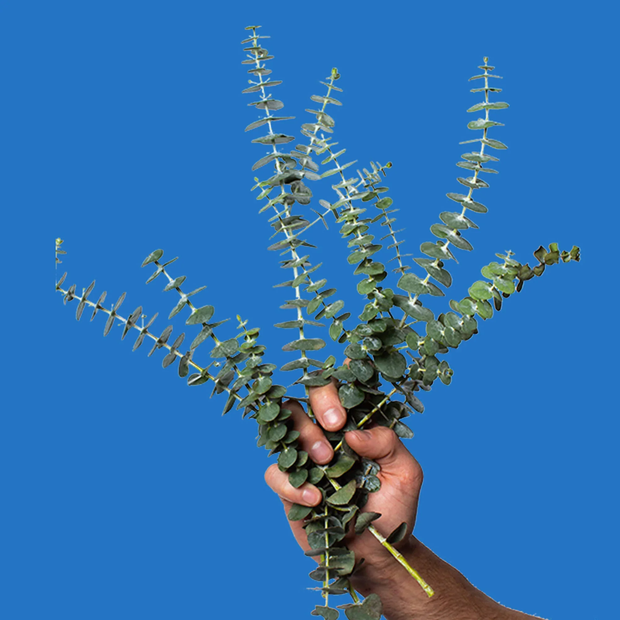 POO-POURRI-ROYAL FLUSH 10ML